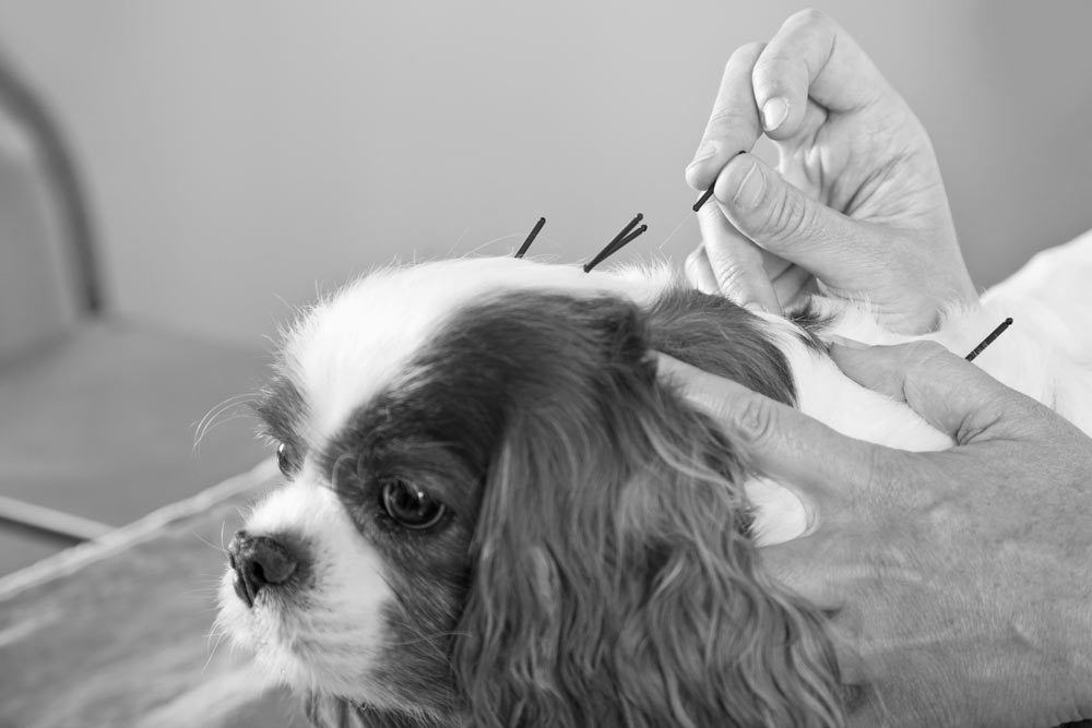 Mobile Pet Acupuncture