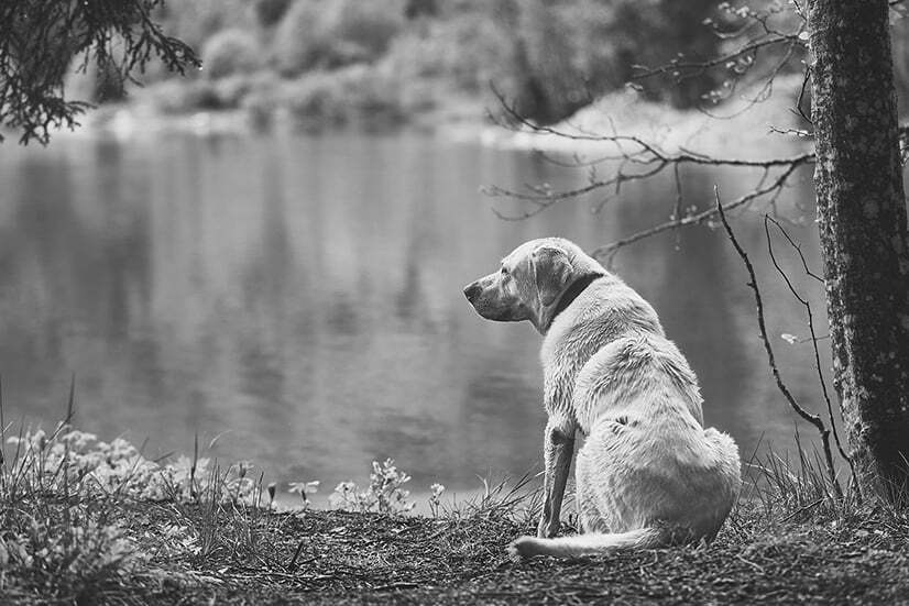 aqua-dog-in-forest-BW Aquamation